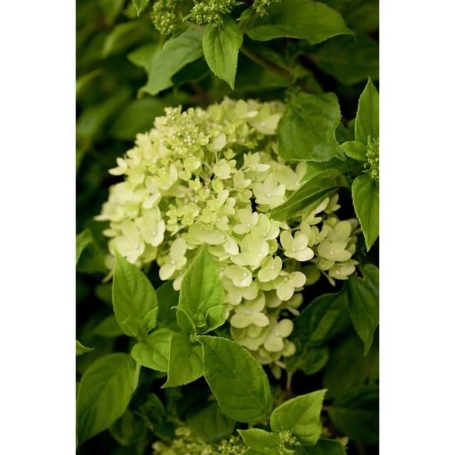 Hydrangea Paniculata Rispenhortensie Little Lime R 40-60 cm