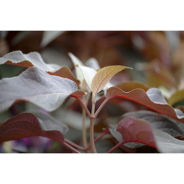 Hydrangea Aspera Samthortensie Hot Chocolate R 30-40 cm