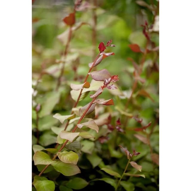 Lagerstroemia Indica Fliederbeere 80 cm Stammhöhe