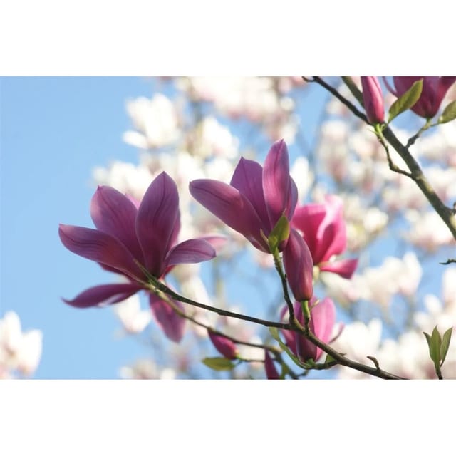 Magnolia Soulangiana Tulpenmagnolie Starburst 50-60 cm