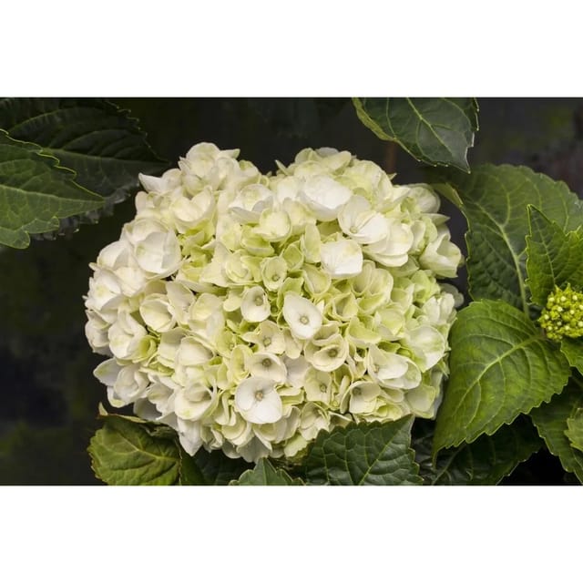 Hydrangea Mac. Hortensie Everbloom White Wonder 30-40 cm