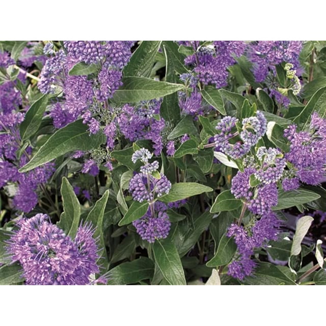 Caryopteris Clandonensis Bartblume Dark Knight 40-60 cm