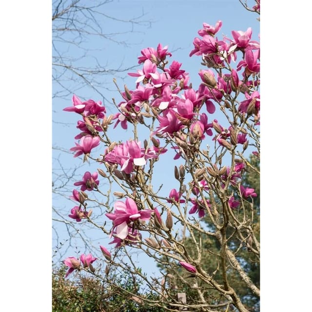 Magnolia Denudata Yulan Magnolie Festirose 50-60 cm