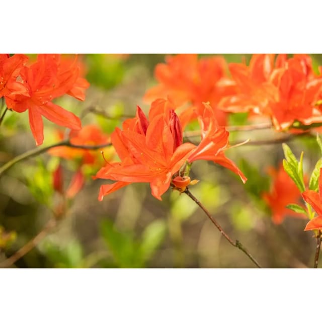 Rhododendron Mollis X Sinensis Azalee 40-50 cm