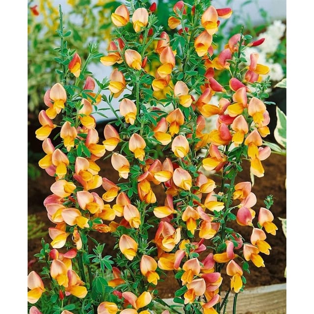 Cytisus Scoparius Besenginster Apricot Gem 60-80 cm