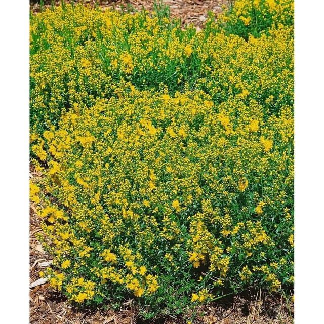 Genista Tinctoria Färberginster Plena 20-30 cm