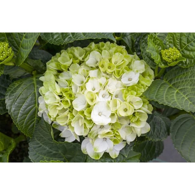 Hydrangea Mac. Hortensie Hochzeits-Hortensie 30-40 cm