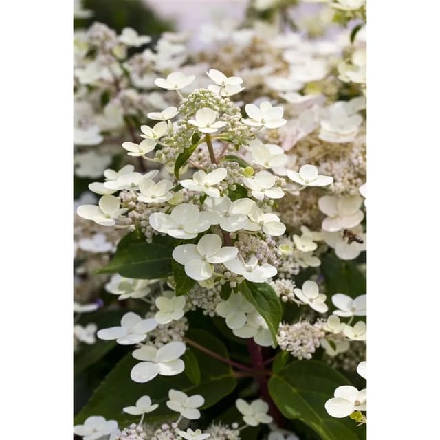 Hydrangea Paniculata Rispenhortensie 40-60 cm