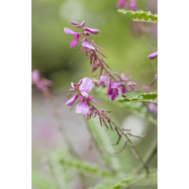 Indigofera Heterantha Himalaya-Indigo 30-40 cm