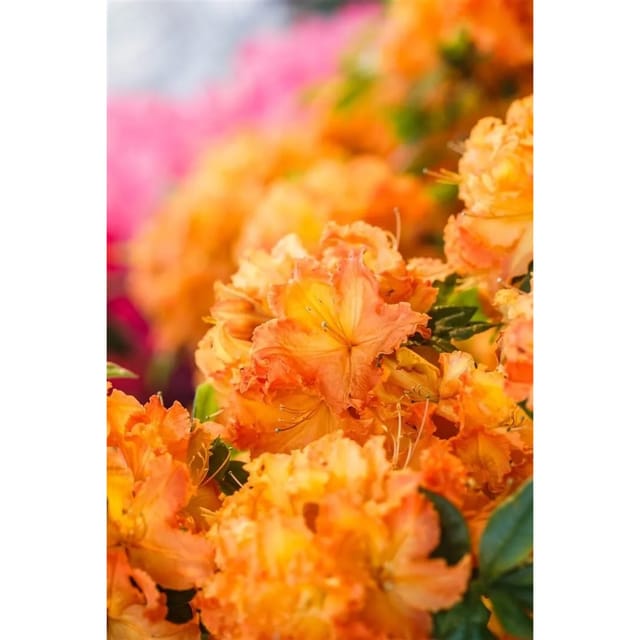 Rhododendron Lut.'Gibraltar' Azalee 40-50 cm