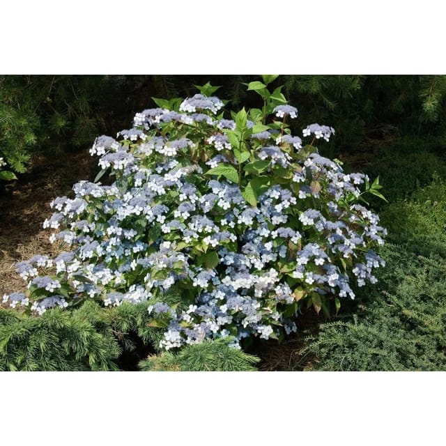 Hydrangea Serrata Acuminata Berghortensie 30-40 cm