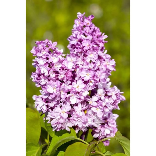 Syringa Vulgaris Flieder Andenken An Ludwig Späth 60-80 cm