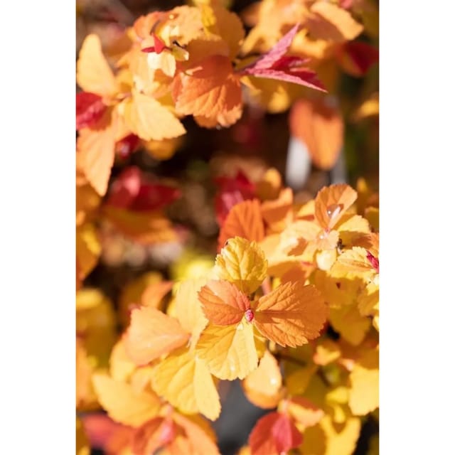 Spiraea Japonica Japanische Spiere Double Play Big Bang 30-40 cm