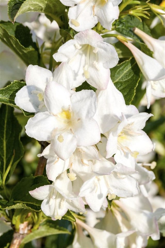 Weigela Candida Weigelie 15-20 cm