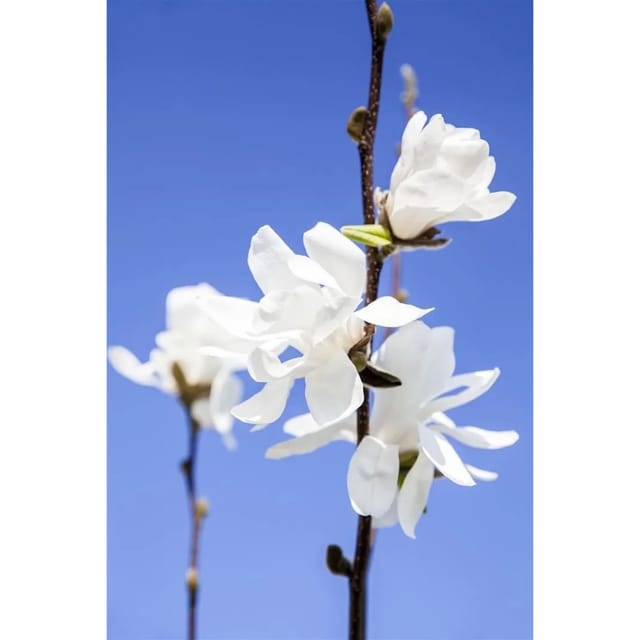 Magnolia Stellata Sternmagnolie Waterlily 60-80 cm