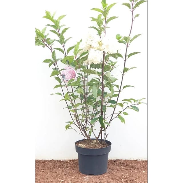 Hydrangea Paniculata Rispenhortensie Vanille-Fraise R 40-60 cm