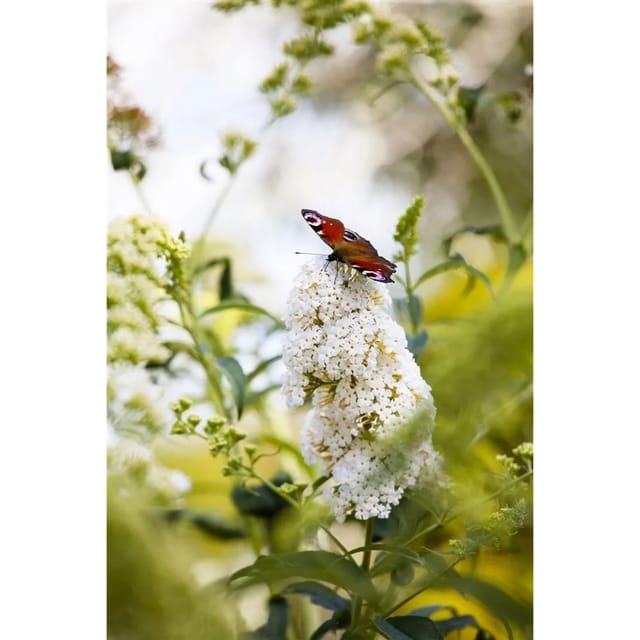 Buddleja 'Peace' Schmetterlingsstrauch 80-100 cm