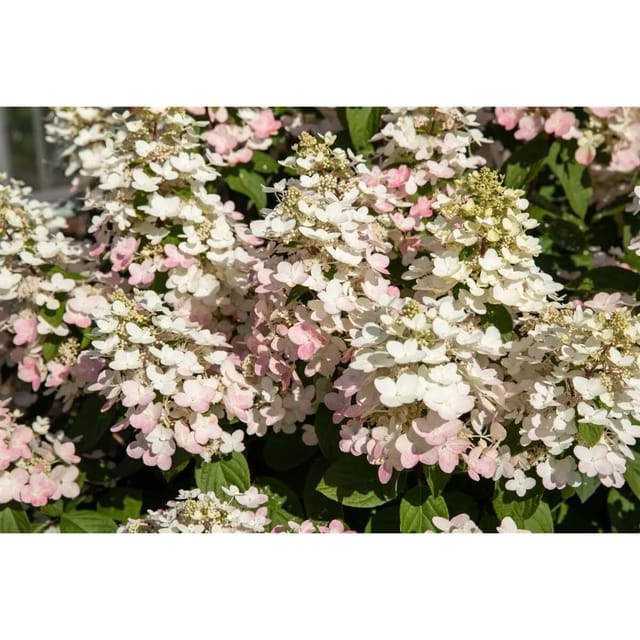 Hydrangea Paniculata Rispenhortensie Early Harry 40-60 cm