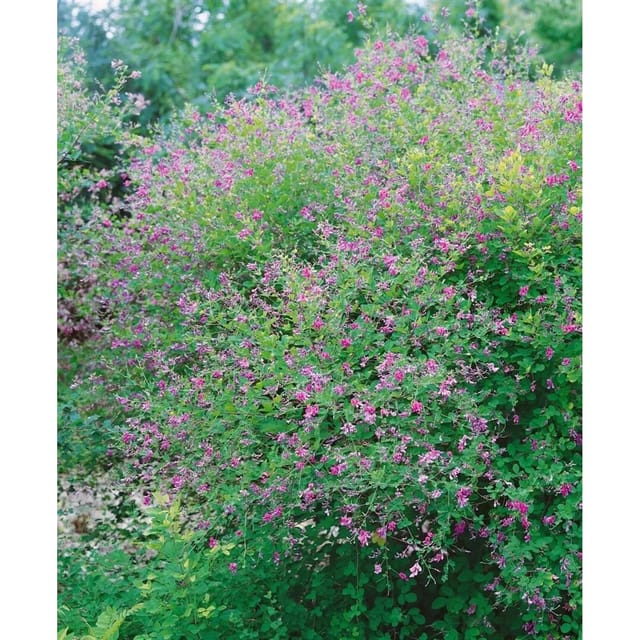 Lespedeza Bicolor Buschklee 30-40 cm