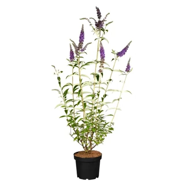 Buddleja Davidii Schmetterlingsstrauch Empire Blue 40-60 cm