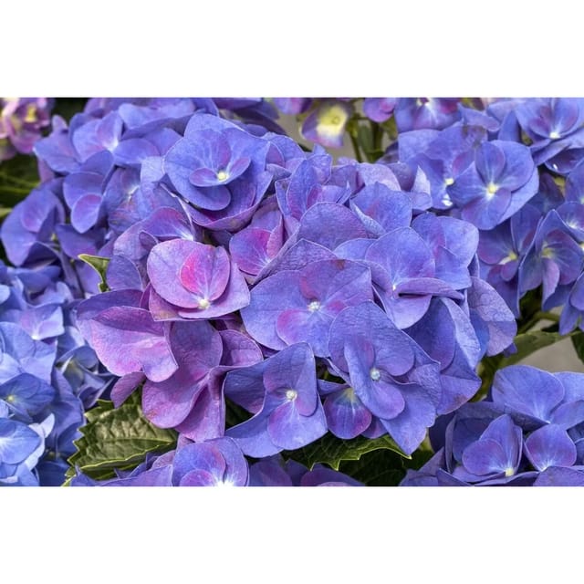 Hydrangea Macrophylla Bauernhortensie Jip Blue 30-40 cm