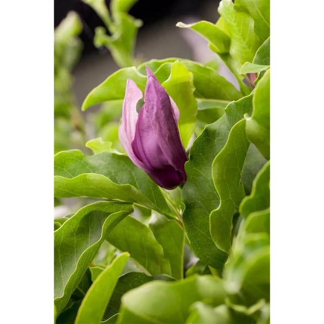 Magnolia 'Black Beauty' Magnolie 60-80 cm
