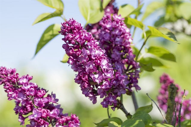 Syringa Vulgaris Flieder Charles Joly 60-80 cm
