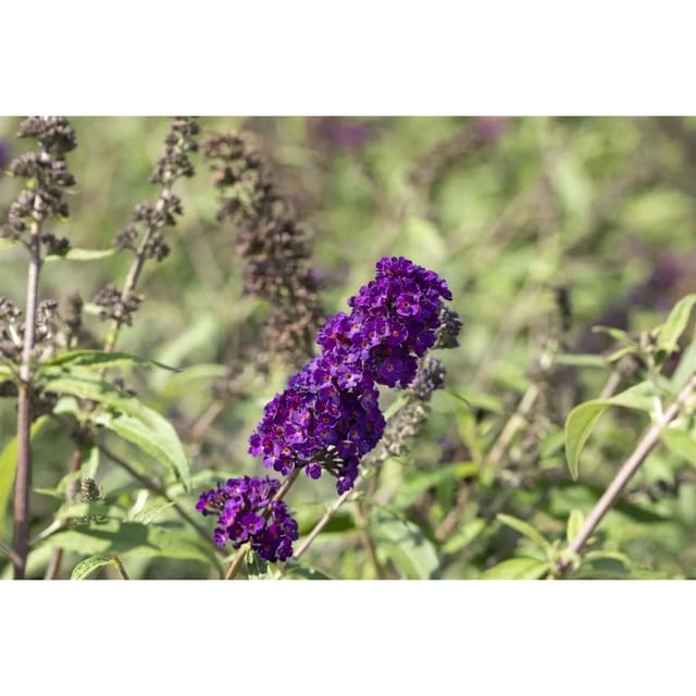 Buddleja Davidii Schmetterlingsstrauch Black Knight 150-175 cm