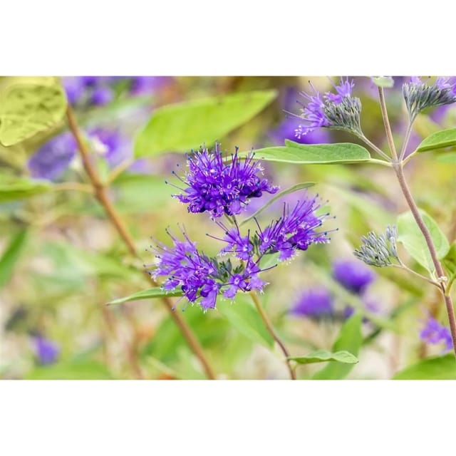 Caryopteris Clandonensis Bartblume Heavenly Blue 30-40 cm