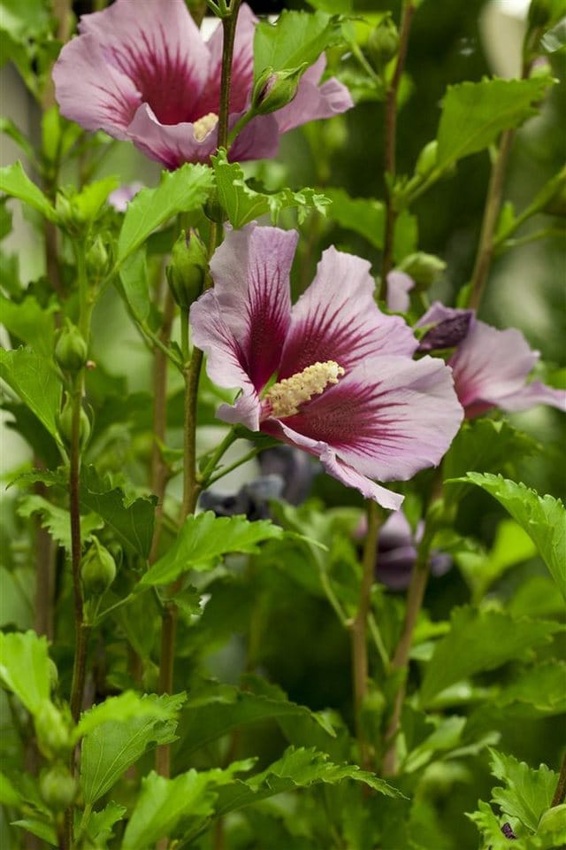 Hibiscus Syriacus Gartenhibiskus 80-100 cm