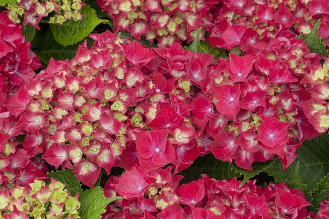 Hydrangea Macrophylla Bauernhortensie Royal Red 30-40 cm