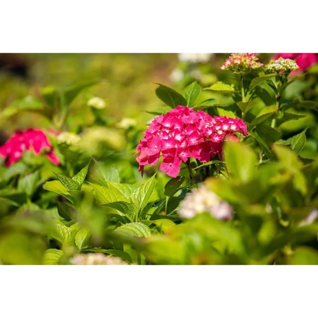 Hydrangea Macrophylla Bauernhortensie Freudenstein 30-40 cm