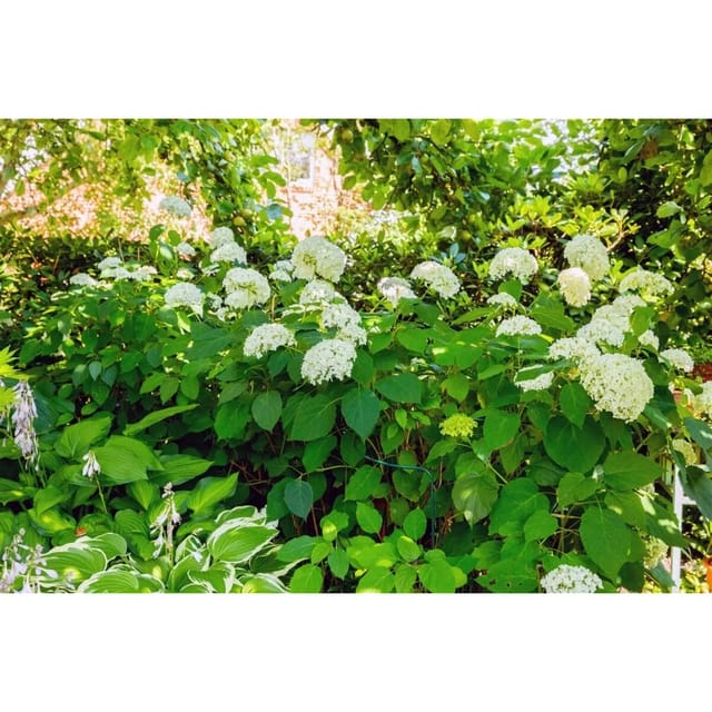 Hydrangea Arborescens Schneeballhortensie 60-100 cm
