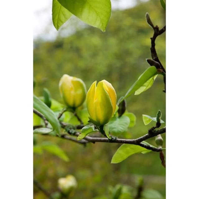 Magnolia 'Green Bee' Magnolie 40-60 cm