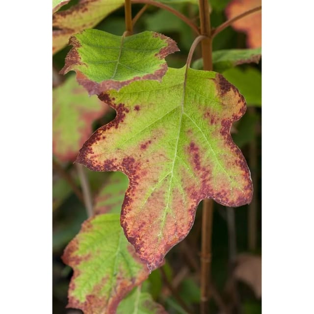 Hydrangea Quercifolia Eichenblatthortensie Black Porch 40-60 cm
