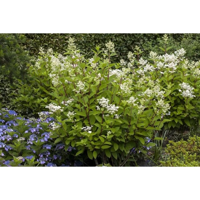 Hydrangea Paniculata Rispenhortensie Wims Red S 125-150 cm