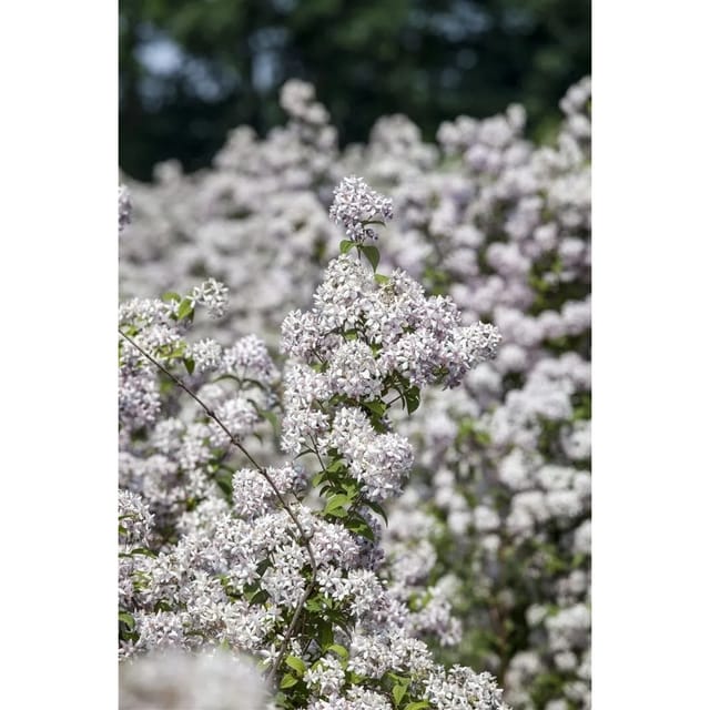 Deutzia 'Mont Rose' Deutzie 150-200 cm