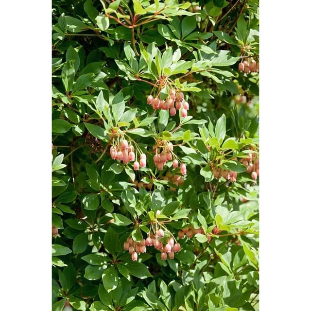Enkianthus Campanulatus Prachtglocke 30-40 cm