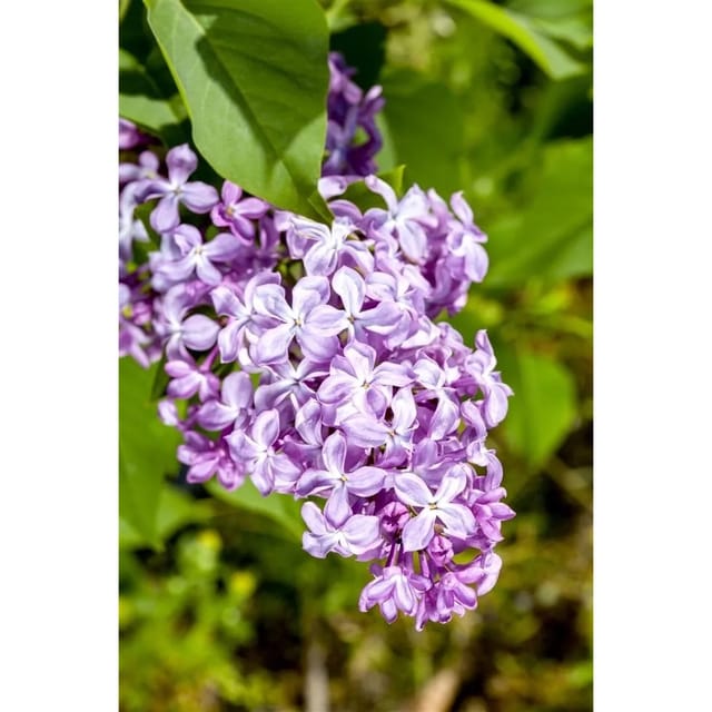 Syringa Vulgaris Flieder Nadezhda 60-80 cm