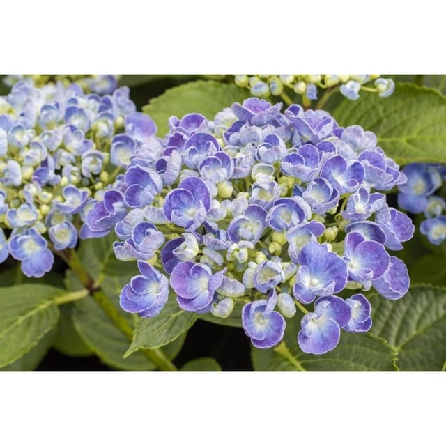 Hydrangea Macrophylla Bauernhortensie Ayesha 30-40 cm