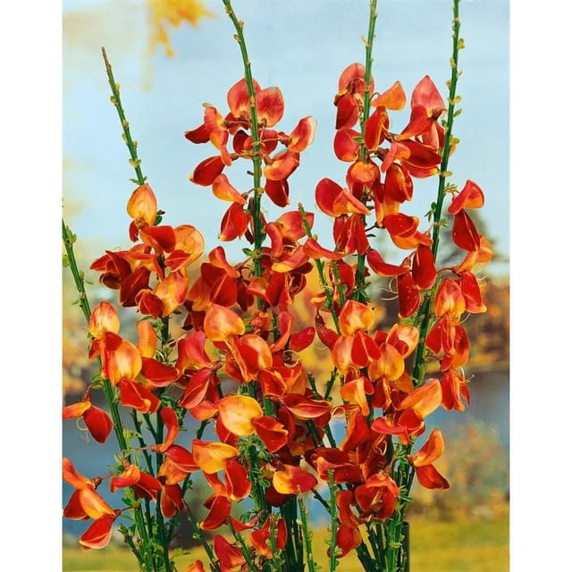 Cytisus Scoparius Besenginster Fulgens 60-80 cm