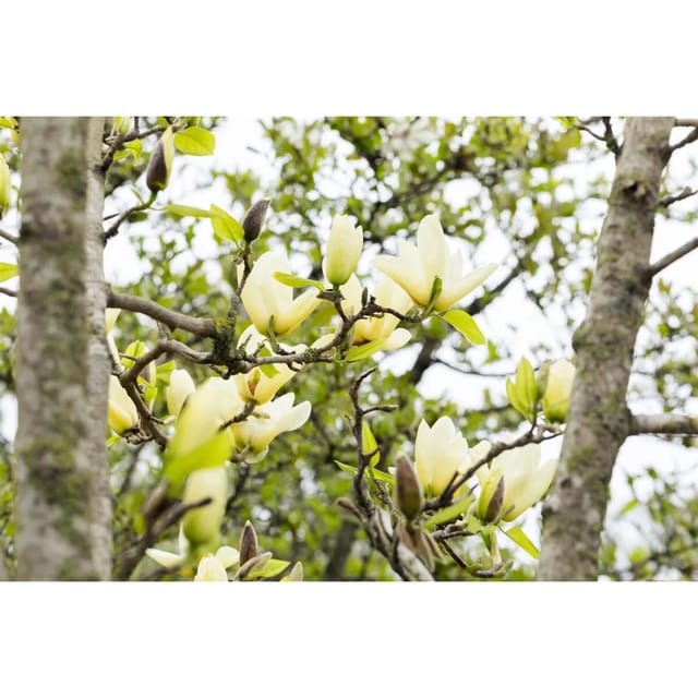 Magnolia 'Honey Tulip' Magnolie 60-80 cm