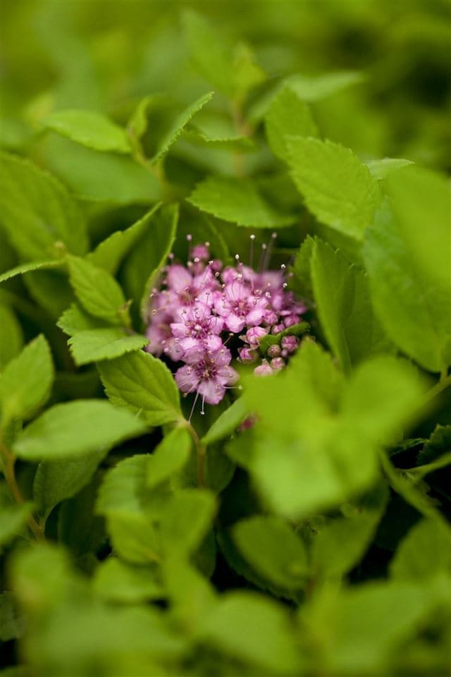 Spiraea Japonica Spierstrauch Little Princess 10-15 cm