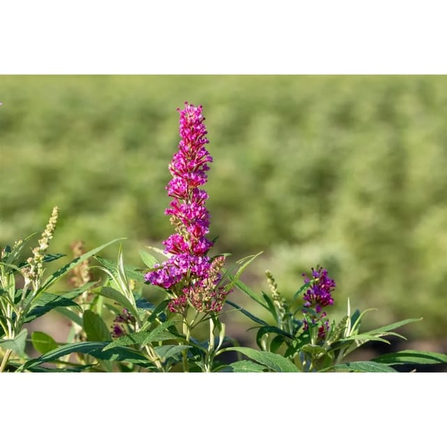 Buddleja Davidii Schmetterlingsstrauch Butterfly Tower 40-60 cm