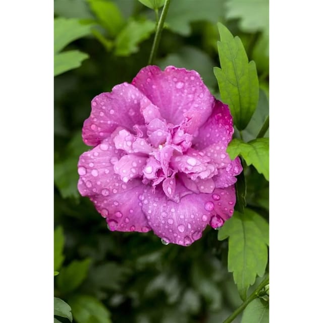 Hibiscus Syriacus Gartenhibiskus Magenta Chiffon 60-80 cm