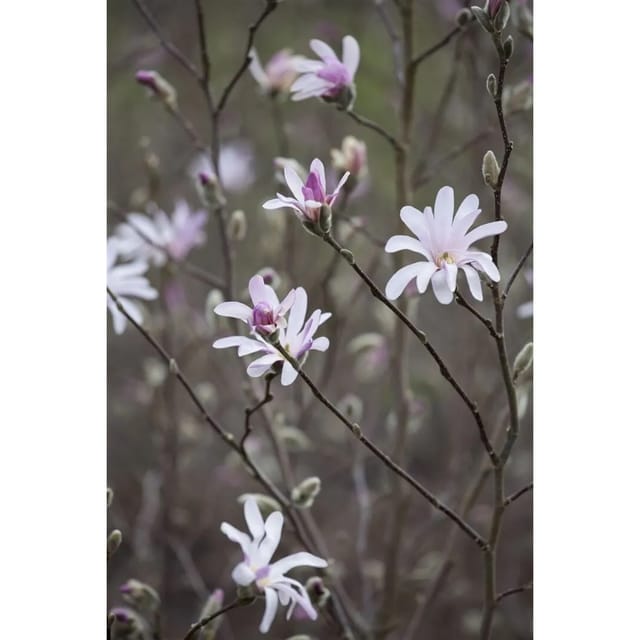 Magnolia Soulangiana Tulpenmagnolie 125-150 cm