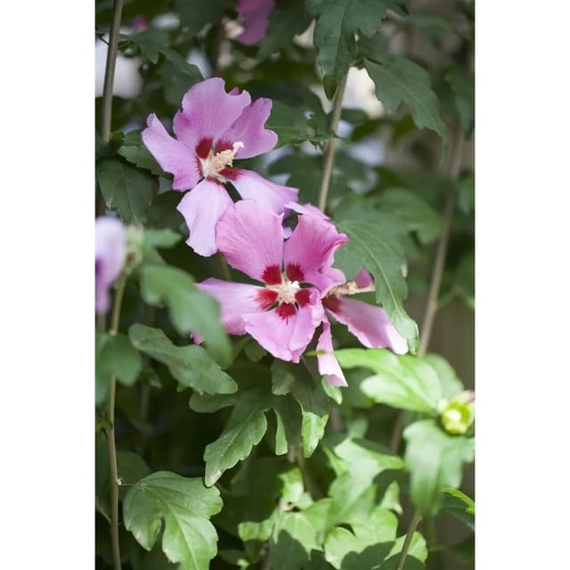 Hibiscus Syriacus Garten-Eibisch 100-125 cm