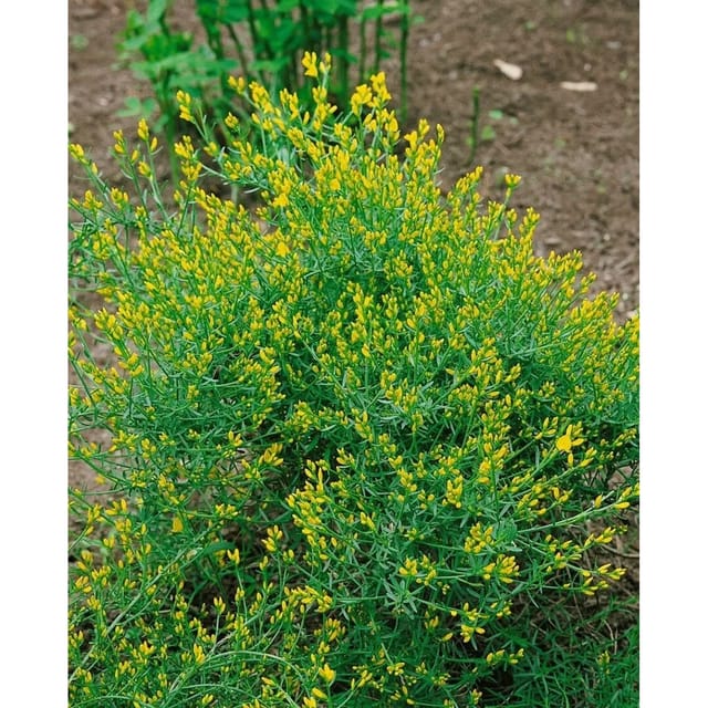 Genista Anglica Englischer Ginster 2 Liter Container