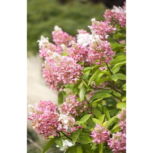 Hydrangea Paniculata Rispenhortensie Pinky Winky R 120 cm Stammhöhe