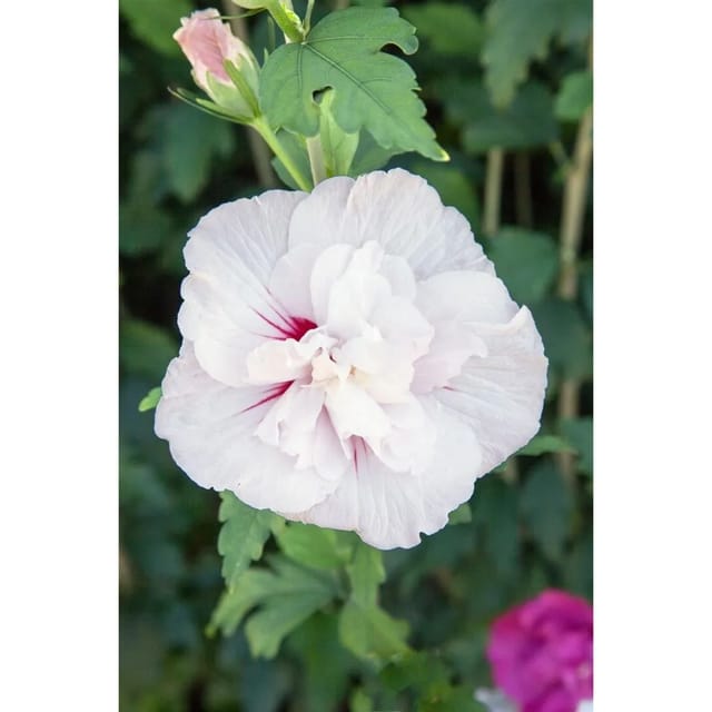 Hibiscus Syriacus Garten-Eibisch Starburst Chiffon 40- 60 cm